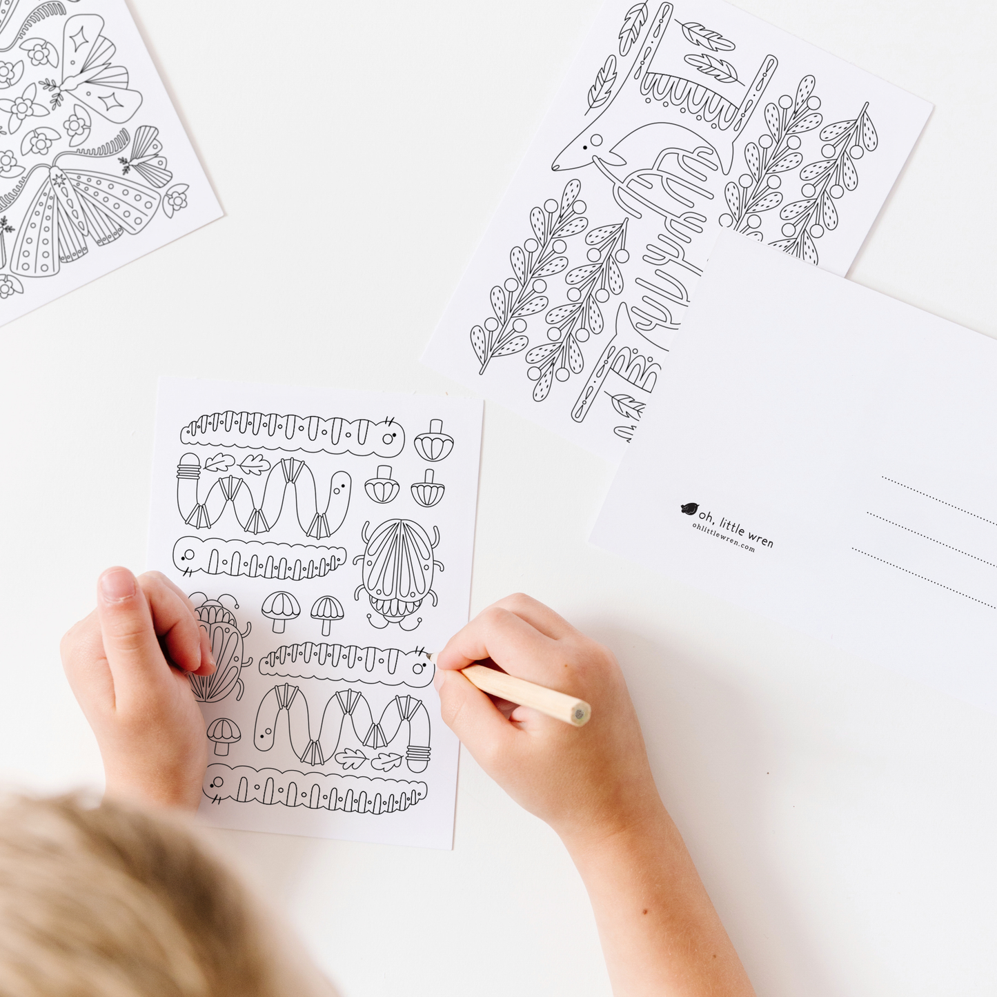 Wonders + Wilds Coloring Postcards | 14 Illustrated Art Card