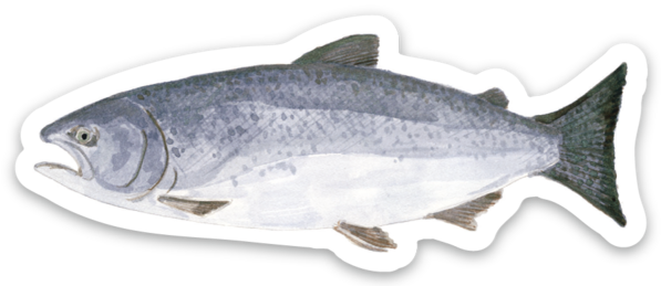 Chinook Salmon Vinyl Sticker - Watercolor Fish Sticker