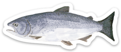 Chinook Salmon Vinyl Sticker - Watercolor Fish Sticker