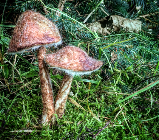 Wet Felted Wool Mushroom Terrarium | Fungus Festival 2023