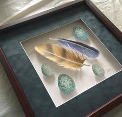Watercolor Study | Feathers & Eggs Shadow Box