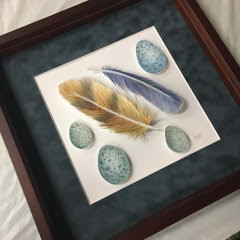 Watercolor Study | Feathers & Eggs Shadow Box
