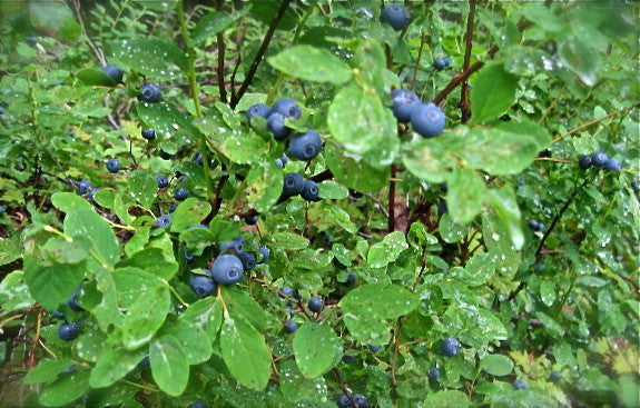 Glenhaven Worsted Blueberries Quartet