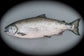 Olde Salt Salmon Skin: Bligh 100