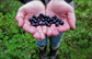 Blueberries Cordova Colorway