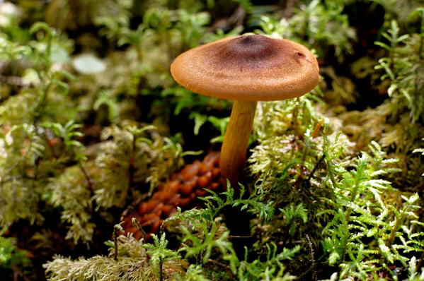 Mushrooms in the Moss Cordova Colorway