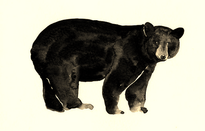 Black Bear Cordova Colorway